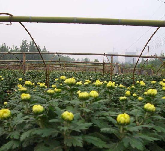 河南菊花种苗基地